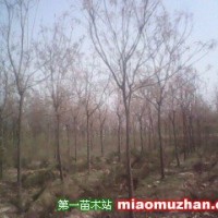 欒樹(shù)
