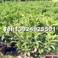非洲茉莉球