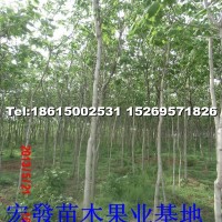 梓樹