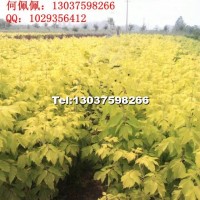 金葉復(fù)葉槭