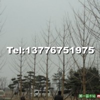 銀杏實生樹