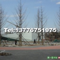 銀杏樹