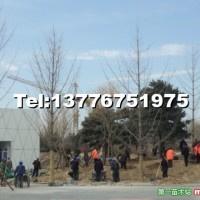 銀杏樹