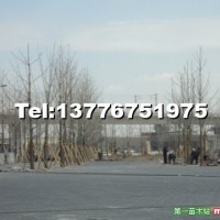 銀杏樹