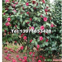 茶花