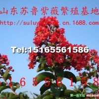美國紅火箭紫薇