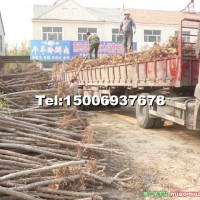 榆樹