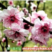 美人梅