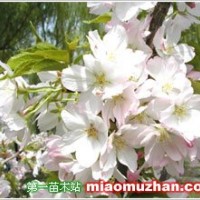 日本櫻花