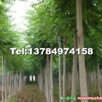 青桐