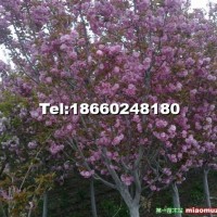 櫻花