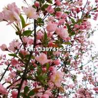 櫻花
