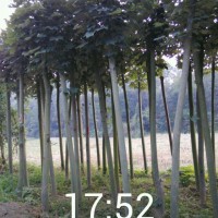 青桐移栽苗