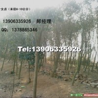 大葉女貞