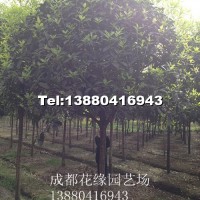 桂花
