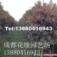 丹桂