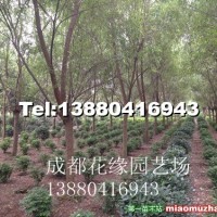 柳樹