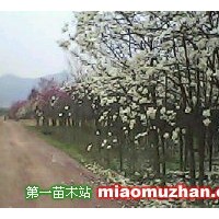 白玉蘭