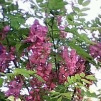 香花槐