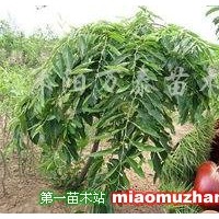 板栗苗