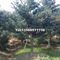 五針?biāo)?/></a>
<div><a href=
