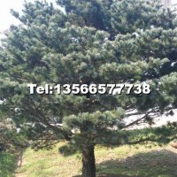 五針?biāo)?/></a>
<div><a href=