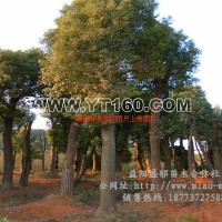 香樟樹