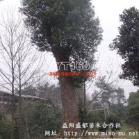 香樟樹