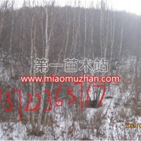 叢生白樺樹