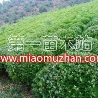 大葉黃楊球