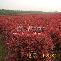 紅葉石楠