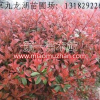 紅葉石楠
