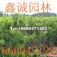 速生國(guó)槐