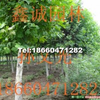 法桐