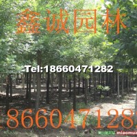 速生白蠟