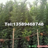 速生國槐