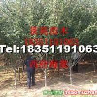 西府海棠