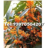 紅花丹桂