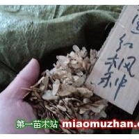 美國紅楓種子