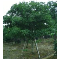 桂花樹(shù)