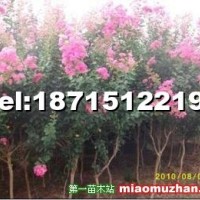 紫薇