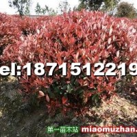 紅葉石楠