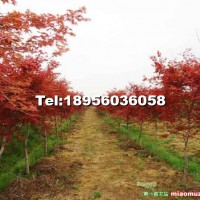 紅楓