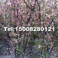 櫻花