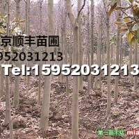 白玉蘭