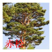 赤松