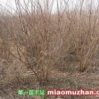 叢生紫薇