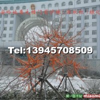 沙棘