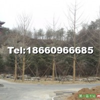 銀杏樹