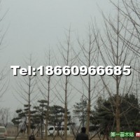 銀杏樹